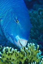 Biosphoto | 981092 | Parrotfish nibbles on Fire Coral, Ras Mohammed, Sinai, Red Sea, Egypt | &copy; Borut Furlan / WaterFrame / Biosphoto