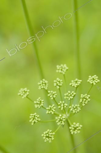 Biosphoto | 1127730 | Parsley in a flower garden of the Sarthe France | &copy; Marc Chatelain / Biosphoto