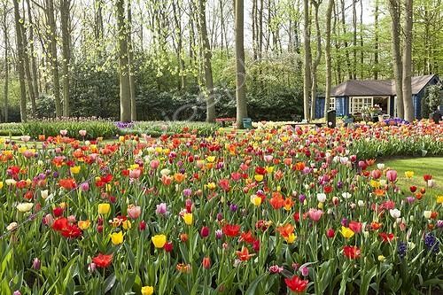 Biosphoto | 1135238 | Parterre de Tulipes en fleur dans un parc | &copy; Hervé Lenain / Biosphoto