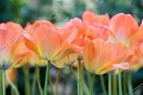 Biosphoto | 990016 | Parterre Orange Tulips Botanical Park France  | &copy; Bruno Mathieu / Biosphoto
