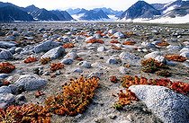 Biosphoto | 28246 | Parterre d'Orpins roses (Rhodiola rosea), Liverpool Land, Groenland | &copy; Pierre Vernay / Polar Lys / Biosphoto
