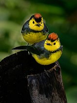 Biosphoto | 2570711 | Paruline ceinturée (Myioborus torquatus) couple sur une branche, hauts plateaux de Chiriqui, Panama | &copy; Ignacio Yufera / Biosphoto