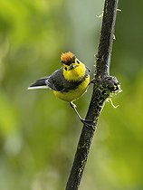 Biosphoto | 2518761 | Paruline ceinturée (Myioborus torquatus) sur une branche, Chiriqui, Panama | &copy; Ignacio Yufera / Biosphoto