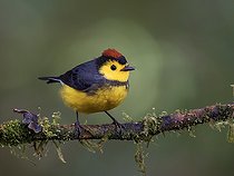 Biosphoto | 2570709 | Paruline ceinturée (Myioborus torquatus) sur une branche, hauts plateaux de Chiriqui, Panama | &copy; Ignacio Yufera / Biosphoto