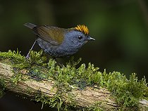 Biosphoto | 2518926 | Paruline de Zeledon (Zeledonia coronata) sur une branche, Chiriqui, Panama | &copy; Ignacio Yufera / Biosphoto