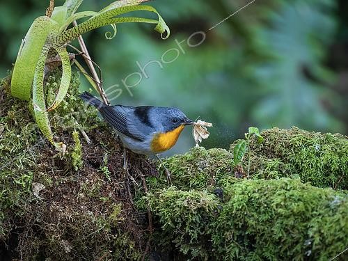 Biosphoto | 2608834 | Paruline embrasée (Oreothlypis gutturalis), capturant un papillon de nuit, hauts plateaux de Chiriqui, Panama | &copy; Ignacio Yufera / Biosphoto