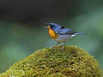 Biosphoto | 2455314 | Paruline embrasée (Oreothlypis gutturalis) mâle appelant, Hautes terres de Chiriqui, Panama | &copy; Ignacio Yufera / Biosphoto