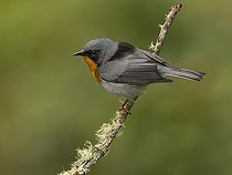 Biosphoto | 2518788 | Paruline embrasée (Oreothlypis gutturalis) sur une branche, Chiriqui, Panama | &copy; Ignacio Yufera / Biosphoto