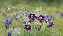 Biosphoto | 2566192 | Pasque flower (Anemone pulsatilla) flowers, Vosges du Nord Regional Nature Park, France | &copy; Michel Rauch / Biosphoto