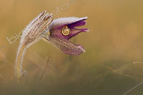 Biosphoto | 2101024 | Pasque flower (Pulsatila vulgaris) flower and snail, France | &copy; Olivier Gutfreund / Biosphoto