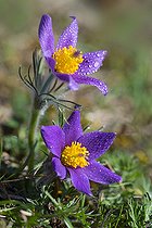 Biosphoto | 2122745 | Pasque flower (Pulsatila vulgaris) flowers, Regional Nature Park of the Vosges du Nord, France | &copy; Michel Rauch / Biosphoto