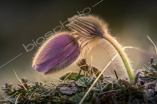 Biosphoto | 2608301 | Pasque flower (Pulsatilla vulgaris), flower, Vanoise National Park, Alps, France | © Christian Cabron / Biosphoto