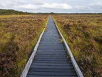 Biosphoto | 2547070 | Passage dans les tourbières, Glasson Moss National Nature Reserve, South Solway Mosses National Nature Reserve, Cumbria, Angleterre | &copy; David Tatin / Biosphoto