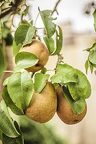 Biosphoto | 2487849 | Passe-Crassane' pears on a branch at maturity, in September. PGI Savoy apples and pears. | &copy; Jean-Michel Groult / Biosphoto
