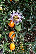 Biosphoto | 2584418 | Passiflore bleue (Passiflora caerulea), en fleur dans un jardin, Rennes , Bretagne, France | &copy; Sylvain Cordier / Biosphoto