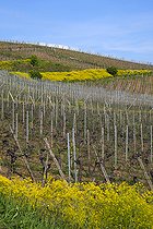 Biosphoto | 2563925 | Pastel des teinturiers (Isatis tinctoria) en fleur, vignoble, colline du Brand, Turckheim, Haut-Rhin (68), France | &copy; Denis Bringard / Biosphoto