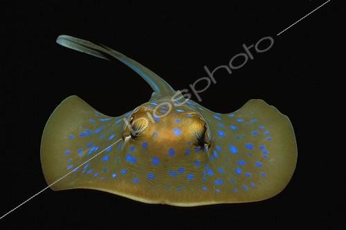 Biosphoto | 37485 | Pastenague à taches bleues Perth Australie-Occidentale | &copy; Jeffrey Rotman / Biosphoto