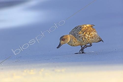 Biosphoto | 2013573 | Patagonian crested duck on sandy beach - Falkland Islands  | &copy; Alain Mafart-Renodier / Biosphoto