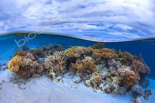 Biosphoto | 2456340 | Patate de corail sur platier dans la passe en S lors d'une grande marée basse, Mayotte | &copy; Gabriel Barathieu / Biosphoto