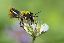 Biosphoto | 2419822 | Patchwork leaf-cutter bee (Megachile centuncularis) female on flower, Regional Natural Park of Northern Vosges, France | &copy; Michel Rauch / Biosphoto
