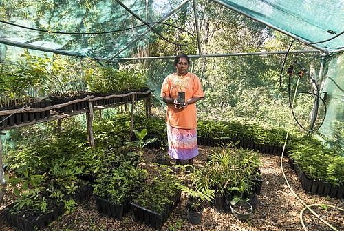 Biosphoto | 2396947 | Patricia Borékaou, Nurseryman. Kanak woman in her nursery tribe, endemic plants for reforestation. Tribe of Gohapin. New Caledonia. | &copy; Nicolas-Alain Petit / Biosphoto