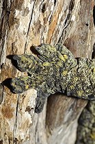 Biosphoto | 1930698 | Patte de Gecko vorace sur un tronc - Nouvelle Calédonie | &copy; Régis Cavignaux / Biosphoto