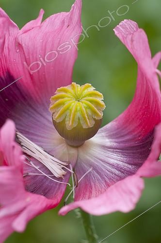 Biosphoto | 2141708 | Pavot d'Orient (Papaver orientale), fleur | &copy; Frédéric Didillon / Biosphoto