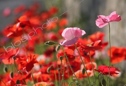 Biosphoto | 1266652 | Pavots en fleur dans un jardin | &copy; Patricia Méaille / Biosphoto