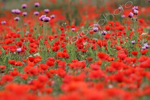 Biosphoto | 2007796 | Pavots somnifères poussant dans un champ de coquelicots | &copy; Pascal Pittorino / Biosphoto