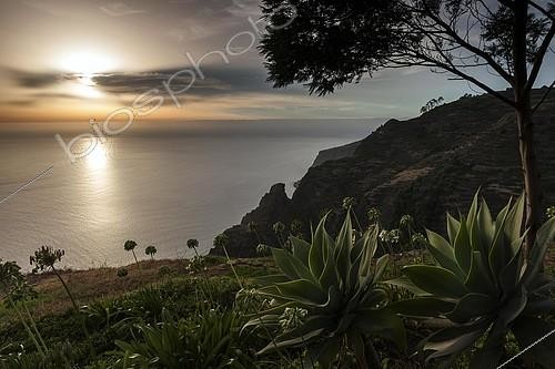 Biosphoto | 2101066 | Paysage avec Agaves à cou de cygne (Agave attenuata) au premier plan, Faja da Calheta, Madère | &copy; Harry Laub / imageBROKER / Biosphoto
