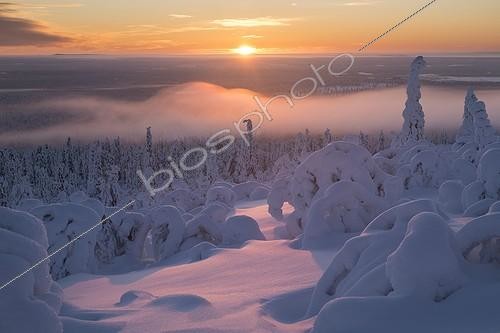 Biosphoto | 1894969 | Paysage de Laponie sous la neige Finlande | &copy; Pascal Bourguignon / Biosphoto