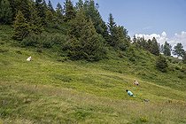 Biosphoto | 2588048 | Paysage de montagne et personnes, cueilleurs, effectuant de la cueillette sauvage de myrtille dans le massif de Belledonne dans les Alpes à Saint Alban des Hurtières, France. | &copy; Antoine Boureau / Biosphoto