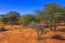 Biosphoto | 2601800 | Paysage de l'Otjozondjupa, Namibie, Afrique | &copy; Alain Roux / Biosphoto