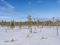 Biosphoto | 2609769 | Paysage du parc national de Lemmenjoki (Lemmenjoen kansallispuisto) et forêt boréale (taïga) près d'Inari, Finlande, Laponie, Europe | &copy; Martin Zwick / Biosphoto