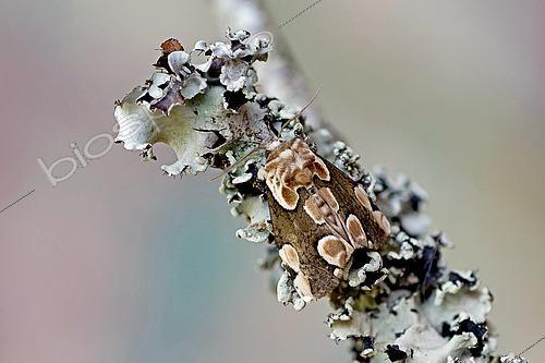 Biosphoto | 2565752 | Peach Blossom (Thyatira batis), moth on wood, top view, Gers, France. | &copy; Christophe Florin / Biosphoto