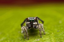 Biosphoto | 2036707 | Peacock jumping spider male on a leaf - Australia | &copy; Adam Fletcher / Biosphoto