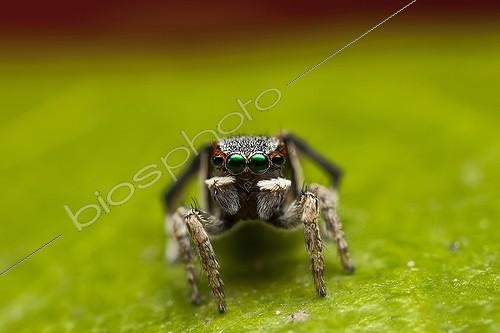 Biosphoto | 2036707 | Peacock jumping spider male on a leaf - Australia ; A small 3-4mm Peacock Jumping Spider (Maratus anomalus ) male. Front on macro shot showing the spiders face-head-eyes. The eyes are a mirror like green. | &copy; Adam Fletcher / Biosphoto