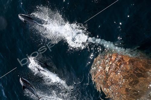 Biosphoto | 2046779 | Peale's Dolphins front of a boat - Chile Beagle Channel  | &copy; Gérard Bodineau / Biosphoto