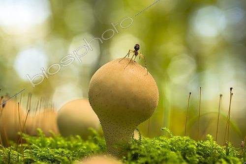 Biosphoto | 2464637 | Pear-shaped puffball (Lycoperdon pyriforme), spider, Mecklenburg-Vorpommern, Germany, Europe | &copy; Sven Walter / imageBROKER / Biosphoto