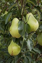 Biosphoto | 1250749 | Pear tree 'William' in fruit in a garden | &copy; NouN / Biosphoto