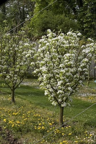 Biosphoto | 1849458 | Pear trees 'Beurre Capiaumont' in bloom | &copy; Nathalie Truchet / Biosphoto