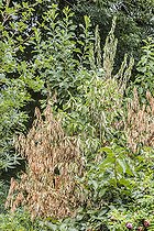 Biosphoto | 2546758 | Pearl bush, Exochorda wilting following an attack of Phytophtora on the roots: humidity and heat combined are favourable to attacks by this fungus. | &copy; Jean-Michel Groult / Biosphoto