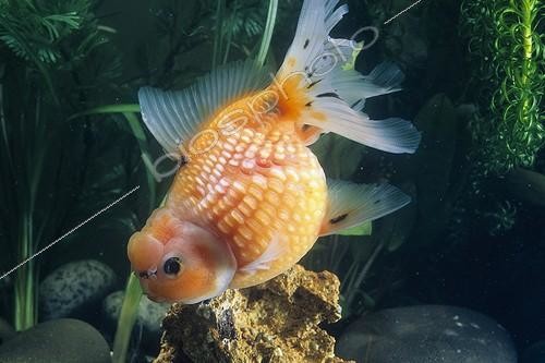 Biosphoto | 1959072 | Pearl Scale Goldfish  | &copy; Yvette Tavernier / Biosphoto