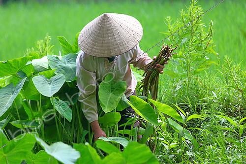 Biosphoto | 2074013 | Peasant woman harvesting her vegetables in a rice field in the Ninh Bình region of Vietnam | &copy; Laurent Lhoté / Biosphoto