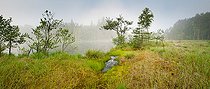 Biosphoto | 2393642 | Peatland in the Northern Vosges Regional Natural Park, Eguelshardt, Moselle, France | &copy; Stéphane Vitzthum / Biosphoto