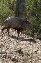 Biosphoto | 1250317 | Pécari à collier devant un Cactus Desert de Sonora Arizona | &copy; Daniel Heuclin / Biosphoto