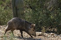 Biosphoto | 1250318 | Pécari à collier devant un Cactus Desert de Sonora Arizona | &copy; Daniel Heuclin / Biosphoto