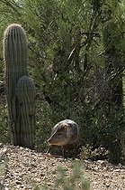 Biosphoto | 1250320 | Pécari à collier devant un Cactus Desert de Sonora Arizona | &copy; Daniel Heuclin / Biosphoto