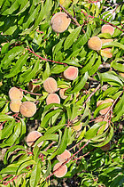 Biosphoto | 2609013 | Pêche de vigne, Jardin Potager de Bonnétable, Sarthe, France | &copy; Michel Gile / Biosphoto