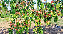 Biosphoto | 2609014 | Pêche de vigne, Jardin Potager de Bonnétable, Sarthe, France | &copy; Michel Gile / Biosphoto
